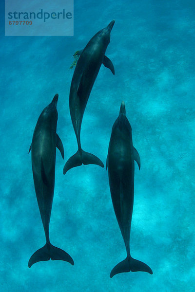 hoch oben benutzen Karibik Delphin Delphinus delphis Punkt Bahamas