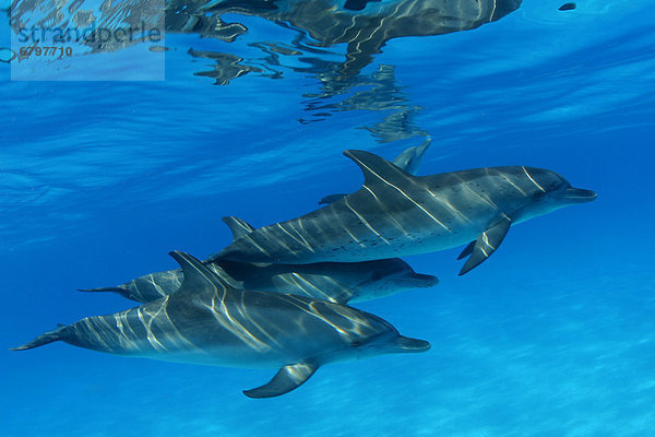 hoch oben benutzen Karibik Delphin Delphinus delphis Punkt Bahamas