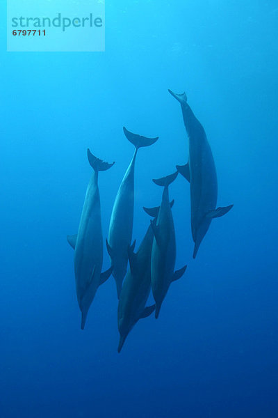 hoch oben benutzen Karibik Delphin Delphinus delphis Punkt Bahamas