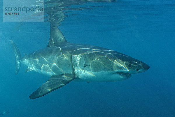 Südliches Afrika  Südafrika  hoch  oben  nahe  Bodenhöhe  benutzen  Unterwasseraufnahme  weiß  groß  großes  großer  große  großen  Hai