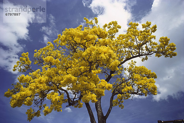 Helligkeit  Baum  gelb  Himmel  blühen  blau  Gold