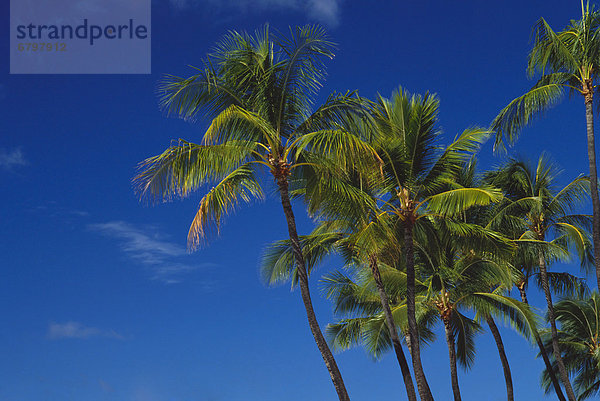 Baum  Himmel  blau  Palme  Hawaii