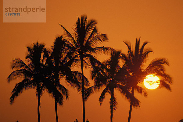 Sonnenuntergang  Sonnenstrahl  Hawaii