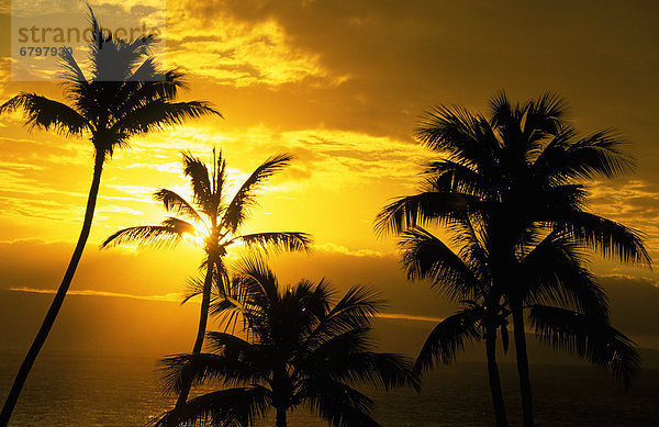 Ozean  Hawaii  Maui