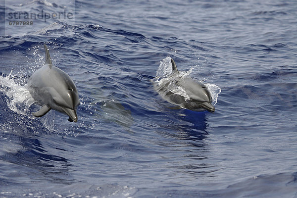 Bodenhöhe Pazifischer Ozean Pazifik Stiller Ozean Großer Ozean Delphin Delphinus delphis schwimmen Punkt Hawaii