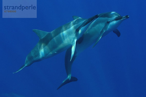 Zusammenhalt  2  Delphin  Delphinus delphis  schwimmen  Hawaii