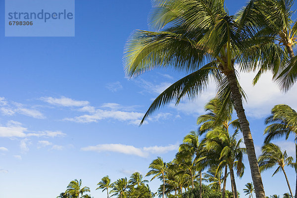 Wolke  Baum  Himmel  blau  Hawaii  Oahu