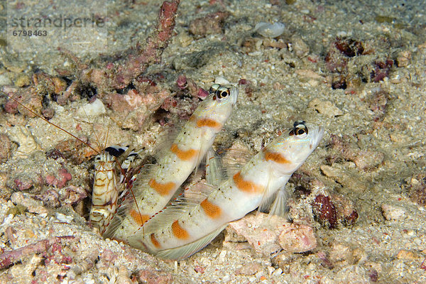 Grundel Gobiidae Malaysia Garnele