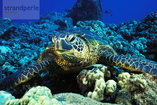 Wasserschildkröte Schildkröte ruhen grün Hawaii Riff