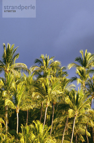 Hawaii  Big Island  Palme  Hawaii