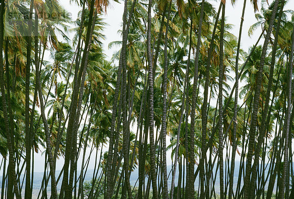Baum  Wind  Bewegung  Hain  Hawaii  Molokai