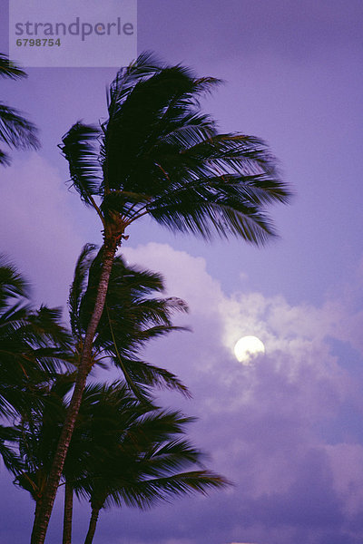 Windblown palm trees  full moon behind clouds  lavender sky