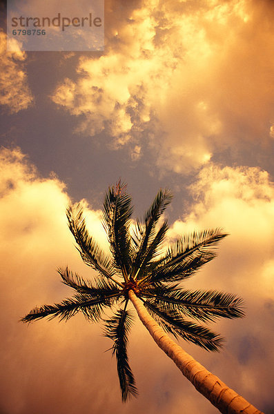 Palm tree view from ground  warm orange clouds