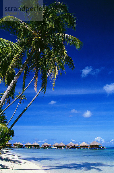 Französisch-Polynesien  Huahine  Te Tiare Resort Bungalows über Ozean  hohen Palmen entlang Strand  blauer Himmel