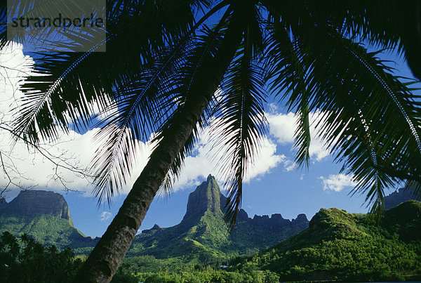 Baum  Fokus auf den Vordergrund  Fokus auf dem Vordergrund  Palme  Französisch-Polynesien  Tahiti