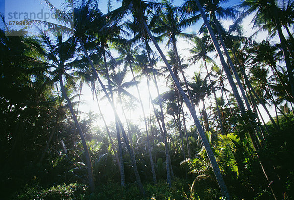 beleuchtet  Baum  groß  großes  großer  große  großen  Hain  Hawaii  Sonne