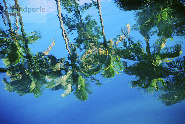 Wasser  Ruhe  Baum  Ozean  Spiegelung  Palme  Fiji  Reflections