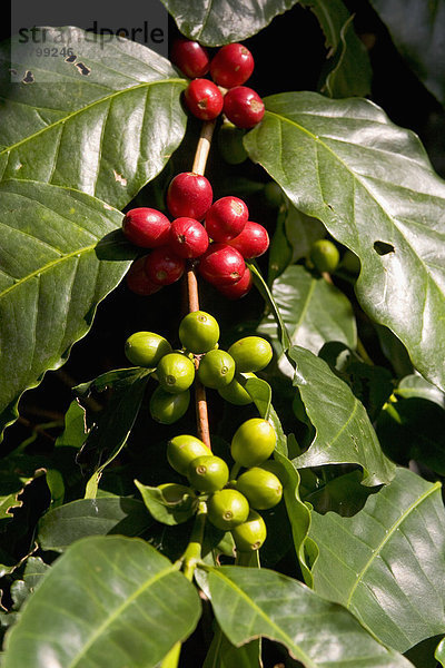 Hawaii  Big Island  pflücken  Start  Kirsche  Pflanze  rot  Kaffee  Hawaii  reif
