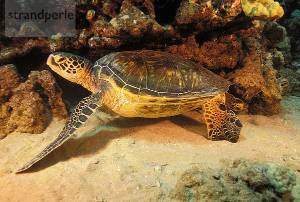 Wasserschildkröte Schildkröte ruhen grün unterhalb Hawaii Riff