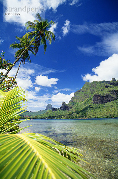 Baum  Fokus auf den Vordergrund  Fokus auf dem Vordergrund  Palme  Französisch-Polynesien  Tahiti