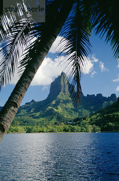 Baum  Fokus auf den Vordergrund  Fokus auf dem Vordergrund  Palme  Französisch-Polynesien  Tahiti