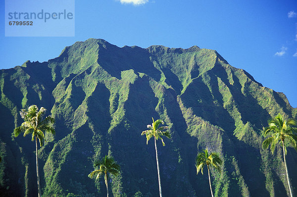 Denkmal  Berg  Baum  Hawaii  Oahu