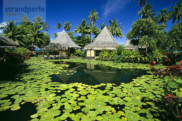 Seerose  Französisch-Polynesien  Tahiti
