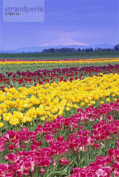 Farbaufnahme Farbe Wachstum Feld Tulpe Reihe Oregon