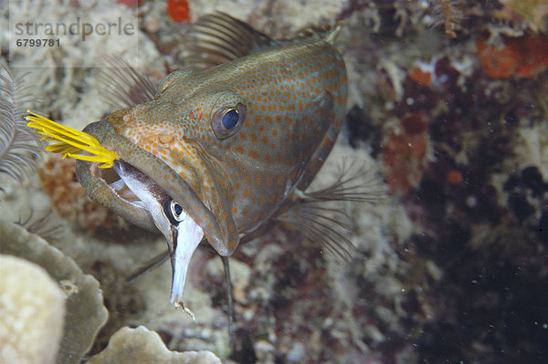 Falterfisch Chaetodontidae Fisch Pisces Tomaten-Zackenbarsch Cephalopholis sonnerati Indonesien