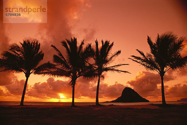 gelb  Hut  Sonnenaufgang  Hawaii  Oahu