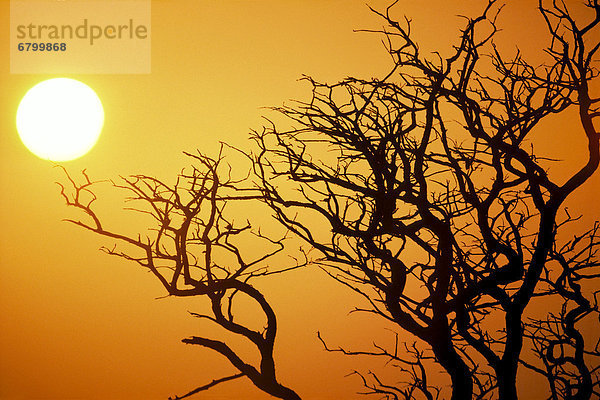 Sonnenuntergang Baum Silhouette Himmel Ast nackt Ball Spielzeug orangefarben orange