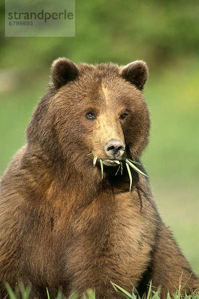 Braunbär  Ursus arctos  Bär  Alaska  Futter suchen  Nahrungssuche  Tongass National Forest