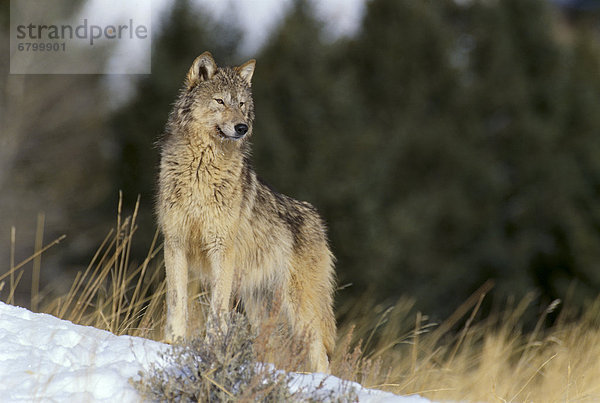 Grauwolf Canis lupus pambasileus stehend Ansicht Länge voll Schnee