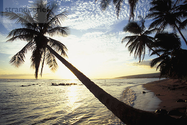 Strand  Sonnenuntergang  Baum  Einsamkeit  Hawaii  Kauai  Waimea