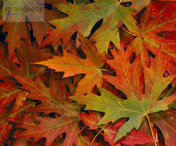 Ahornblatt Farbaufnahme Farbe Herbst