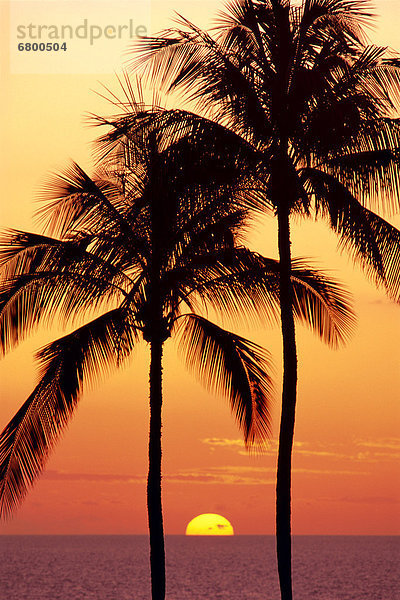 Hawaii  Big Island  Sonnenuntergang  Baum  Küste  Kokosnuss  Hawaii