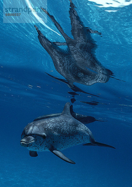 Delphin  Delphinus delphis  nahe  Bodenhöhe  Wasser  Spiegelung  Atlantischer Ozean  Atlantik  Punkt  Dalbe  Spiegel  Reflections