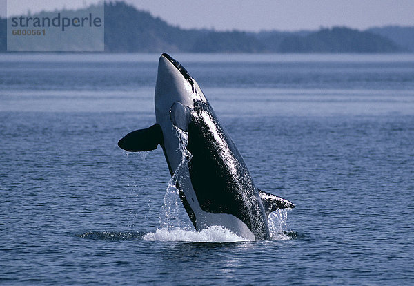 Pacific Northwest  Orca Whale breaches B1986