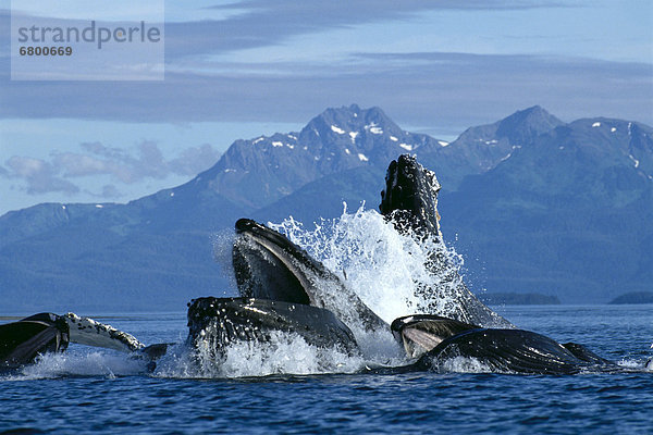 Netz Blase Blasen Ausfallschritt Alaska füttern Wal