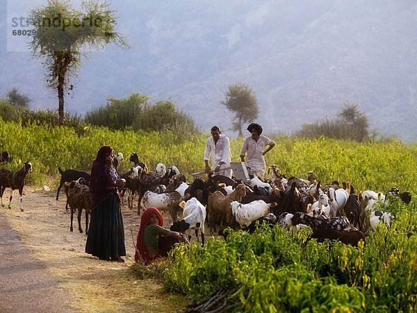 Mensch  Menschen  Hügel  Ziege  Capra aegagrus hircus  Indien  Rajasthan  Straßenrand