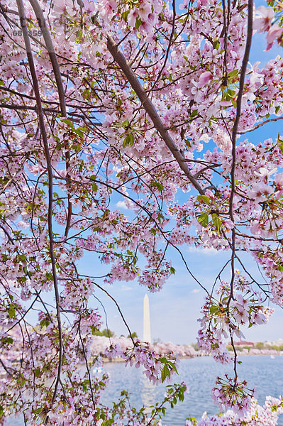 Denkmal  Baum  Kirsche  Blüte  Hintergrund