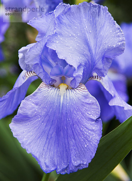 Blue-bearded Iris