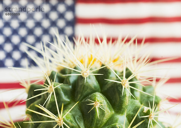 Fahne  amerikanisch  Kaktus