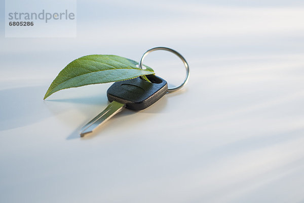 Auto  Pflanzenblatt  Pflanzenblätter  Blatt  grün  schießen  Studioaufnahme  Schlüsselanhänger  Schlüssel  klingeln