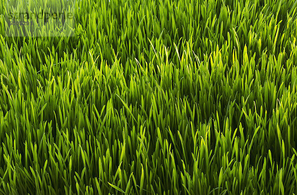 Green Grass Nahaufnahme