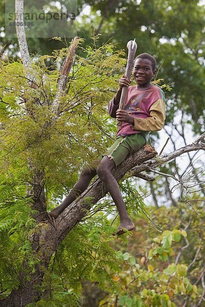 hoch  oben  sitzend  Junge - Person  Baum  Ast  Afrika  Mosambik