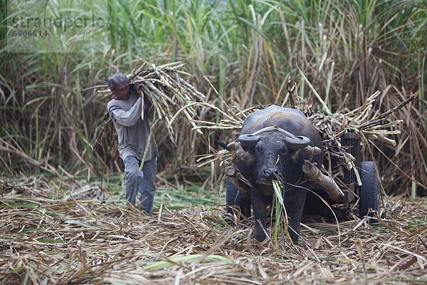 nahe  Wasser  Spazierstock  Stock  arbeiten  ernten  Großstadt  Fuhrwerk  Feld  Zucker  multikulturell  Büffel  Philippinen  Hilfe
