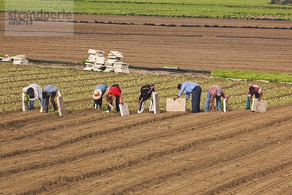 nahe  arbeiten  Bauernhof  Hof  Höfe  Salat  anpflanzen  Spanien
