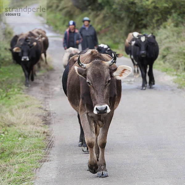 Oxen Walking On Road  Chokhor Valley Bhutan