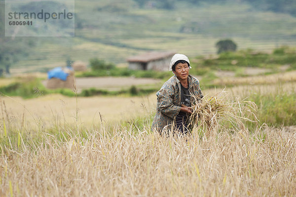 Woman Working In Field  Punakha District Bhutan